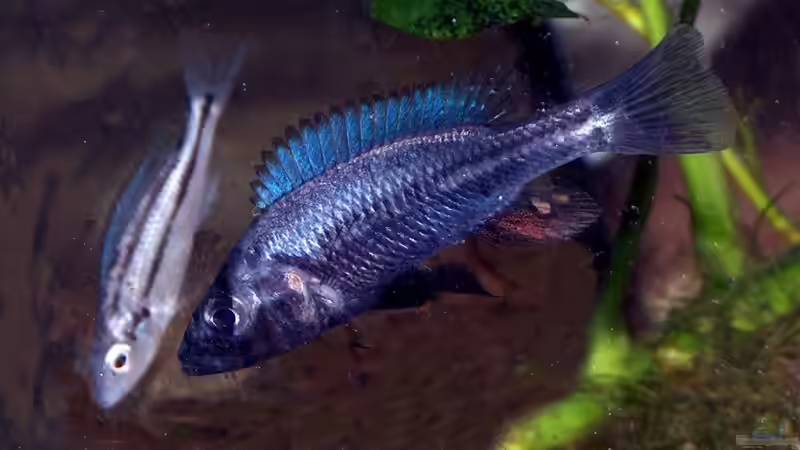 Haplochromis thereuterion Pärchen/ Männchen beim Balzen von Stanislav Kislyuk (5)