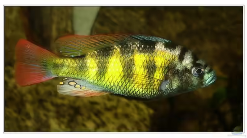 Haplochromis thick skin von Claudio Müller (9)