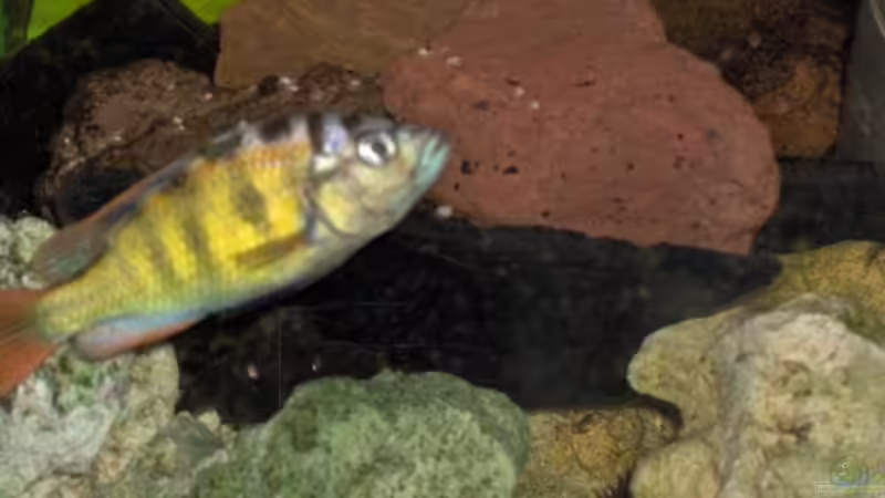 Aquarien mit Haplochromis sp. thick skin (CH44)