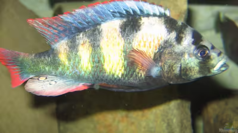 Haplochromis thik skin like, CH44 von Johannes Meyer (18)