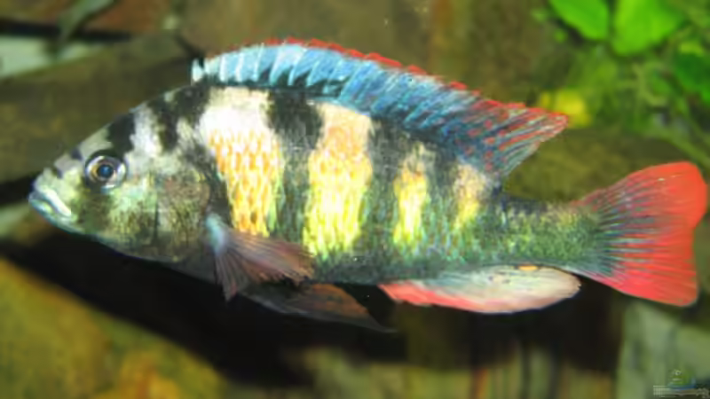 Haplochromis thik skin like, CH44 von Johannes Meyer (19)