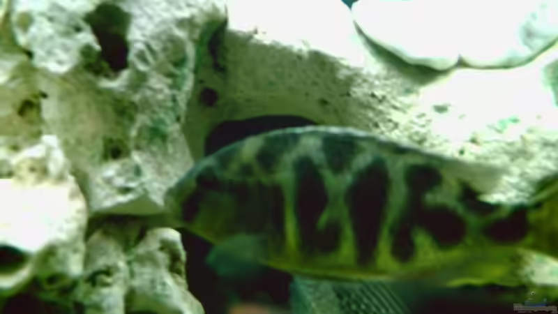 Haplochromis Venustus von Ronald Leuschner (12)