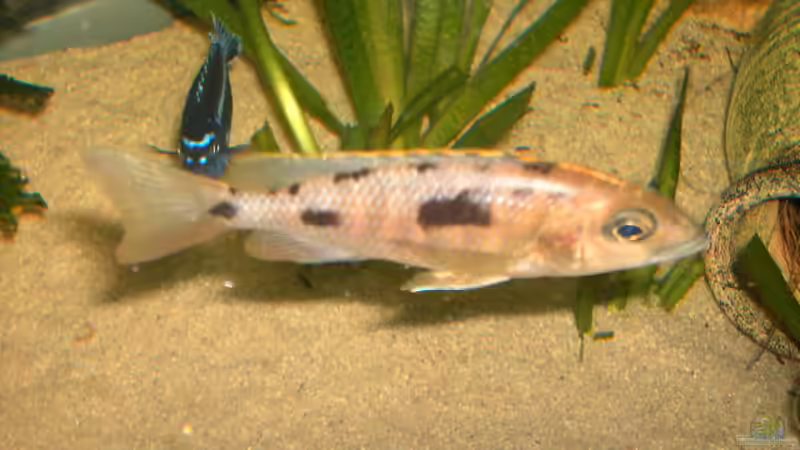 Hapolochromis-Sulpur-Head Weibchen von Heiko Schrandt (30)