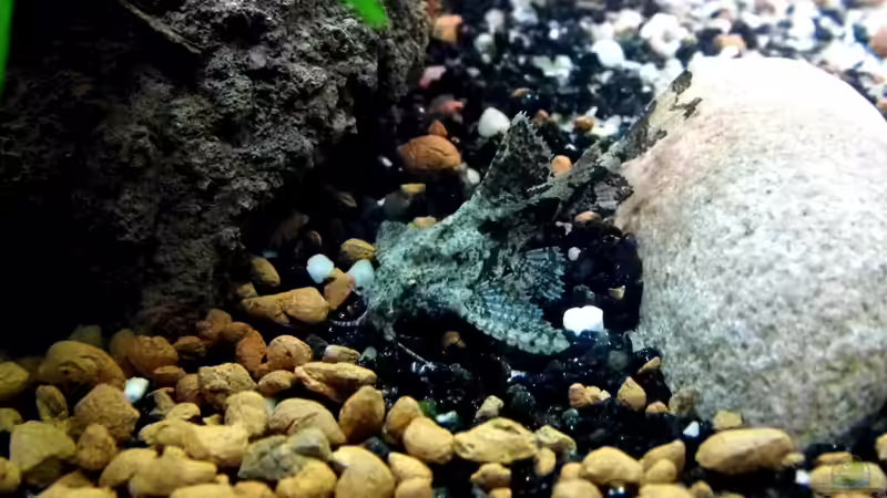 Aquarien mit Hara jerdoni (Deltaflügelwels)