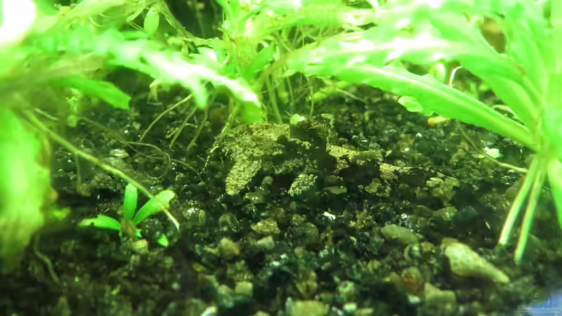 Hara hara -die perfekte Tarnung- von misch (27)