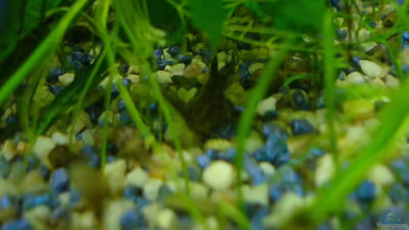 Hara Hara von Joschka Bienhüls (12)