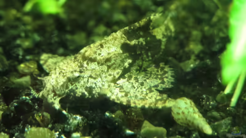 Hara hara von misch (25)