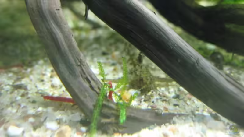 Hara jerdoni (Deltaflügel-Zergwels) von Tiburón (27)