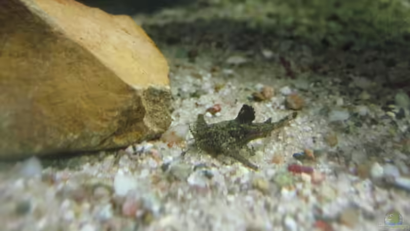 Hara jerdoni (Deltaflügel-Zergwels) von Tiburón (28)