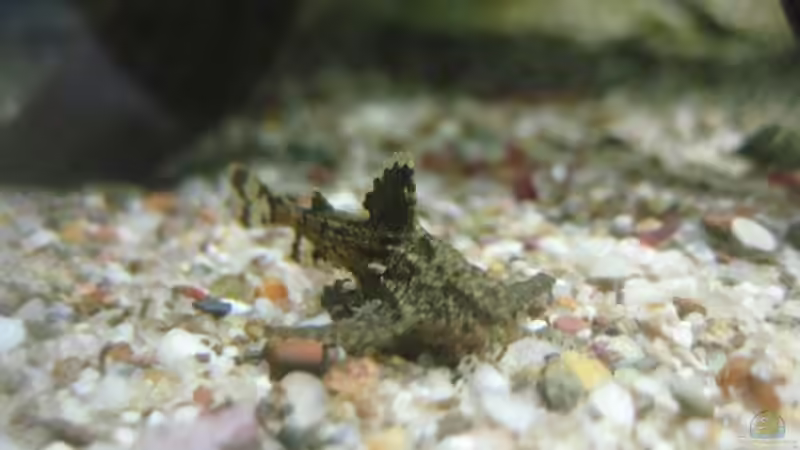 Hara jerdoni (Deltaflügel-Zergwels) von Tiburón (29)