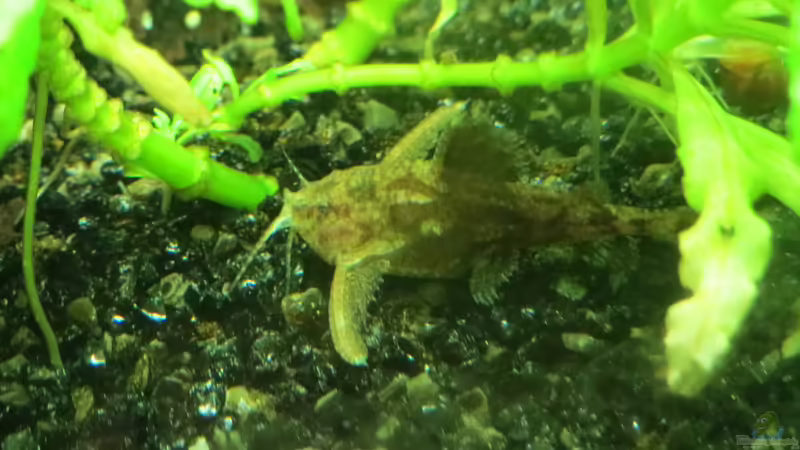 Hara jerdoni von misch (23)