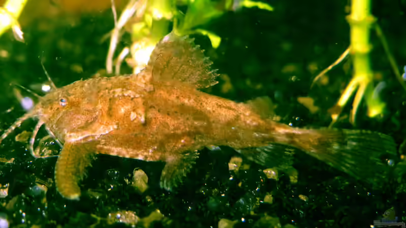 Hara jerdoni von misch (28)