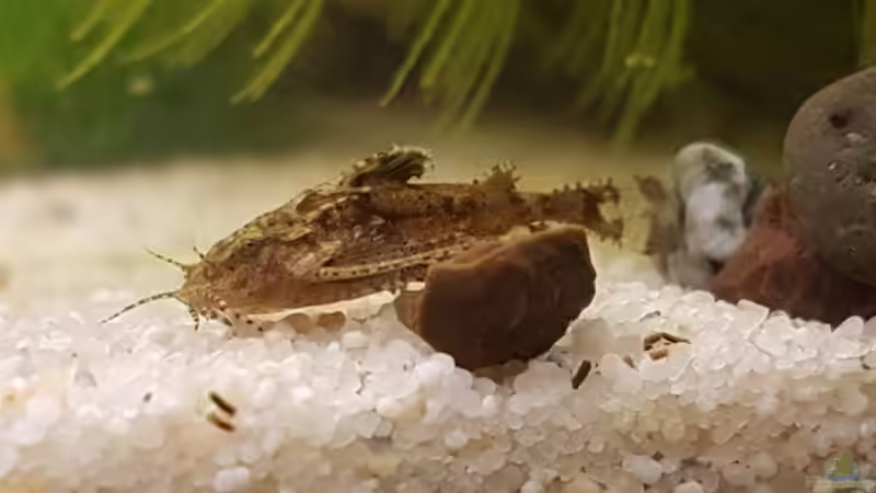 Hara jerdoni von YoshiMaus (31)