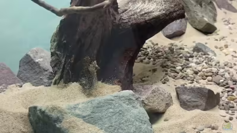 Hardscape: Einsicht von links von Aquaristik-Padawan (5)