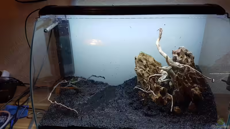 Hardscape  von Rotkopfsalmler (6)