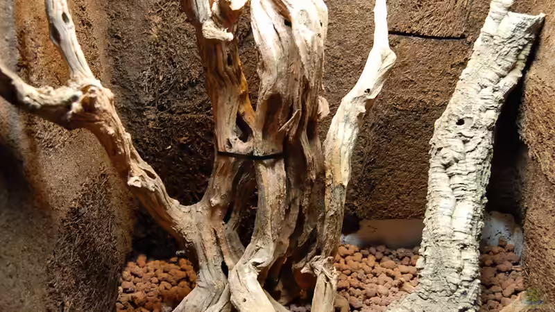 Hardscape aus Wurzelholz und hohlen Korkeichenästen (Blähton als Drainageschicht) von Junglist (26)