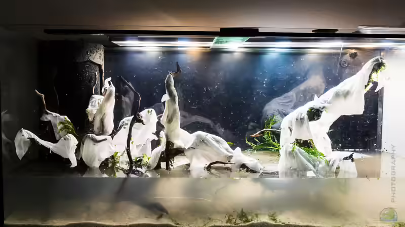 Hardscape fertig bepflanzt. Kann also los gehen... von Betta Chris (7)