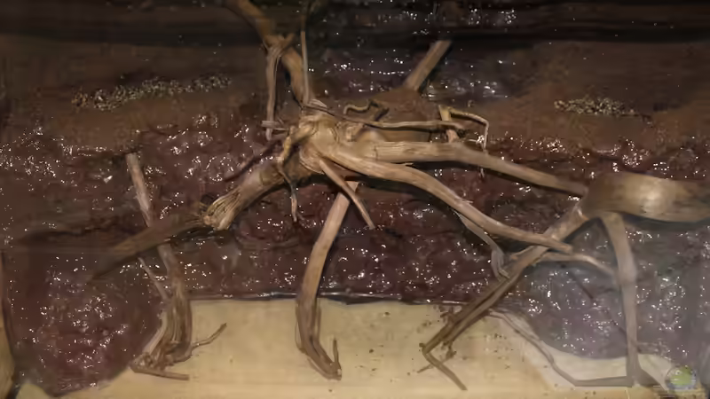 Hardscape fertig von diveman (6)