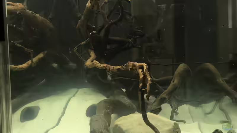 Hardscape im Aufenthaltsaquarium mit Wasser von Raven887 (8)