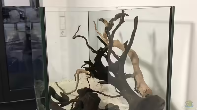 Hardscape im Aufenthaltsaquarium von Raven887 (13)