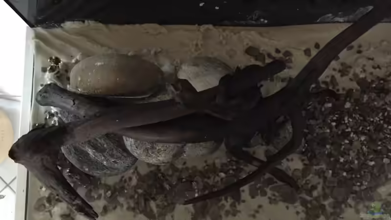 Hardscape links von Fäbi_CH (3)