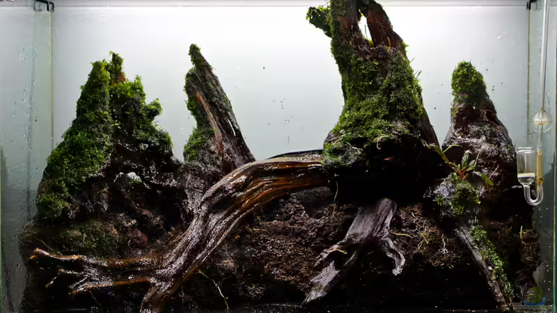 Hardscape nach Neustart von Micha... (60)