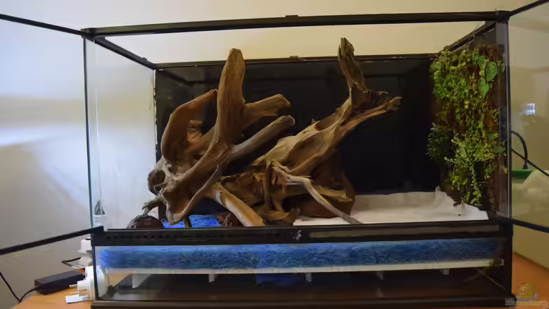 Hardscape steht von Junglist (10)