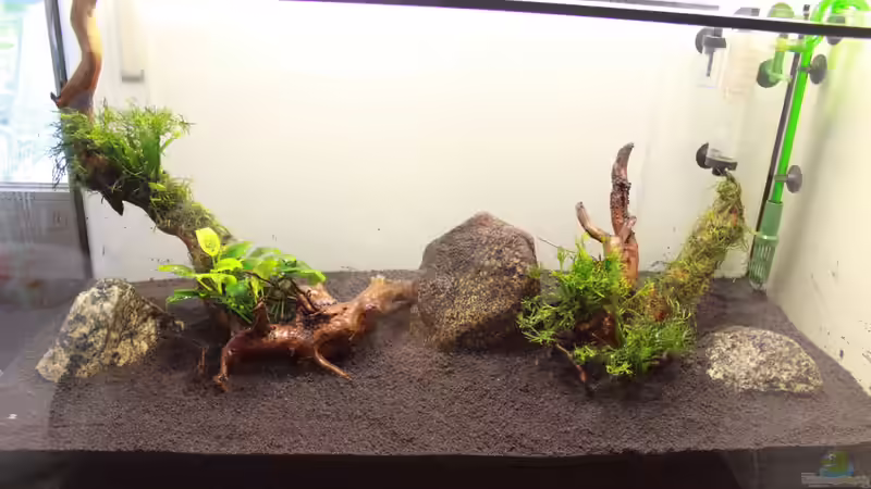 Hardscape und Wurzeln von AquarienHans (2)