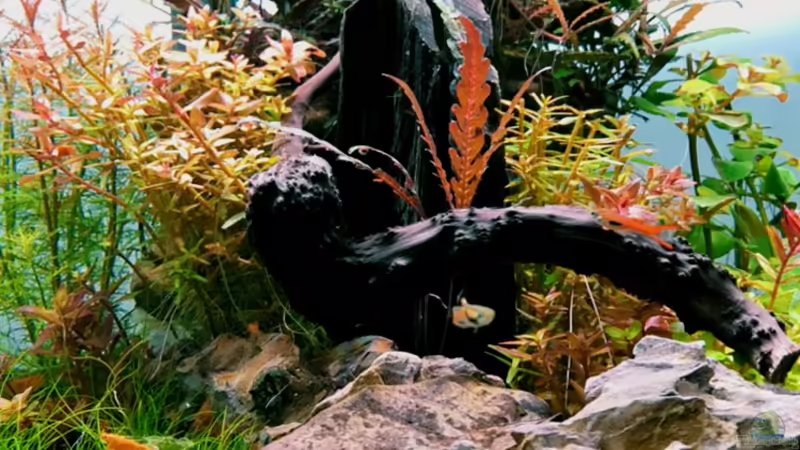 Hardscape von alper_aquascape (5)