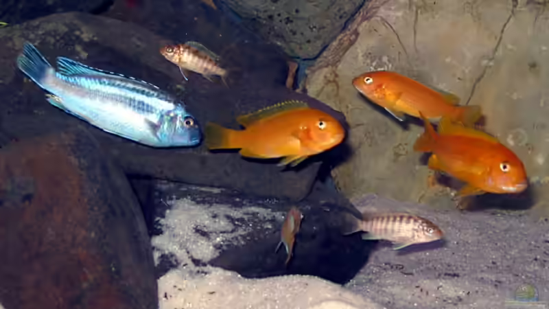 Haremshaltung in der Aquaristik: Grundlagen, Vorteile und praktische Umsetzung im Aquarium