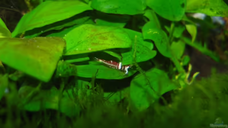 Harlekingarnele 15.03.08 von Aquarienfreund44 (20)