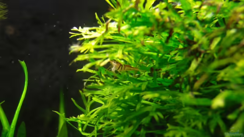 Harlekingarnele 15.03.08 von Aquarienfreund44 (21)