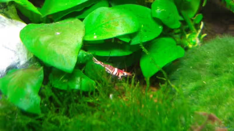 Harlekingarnele 22.03.08 von Aquarienfreund44 (23)