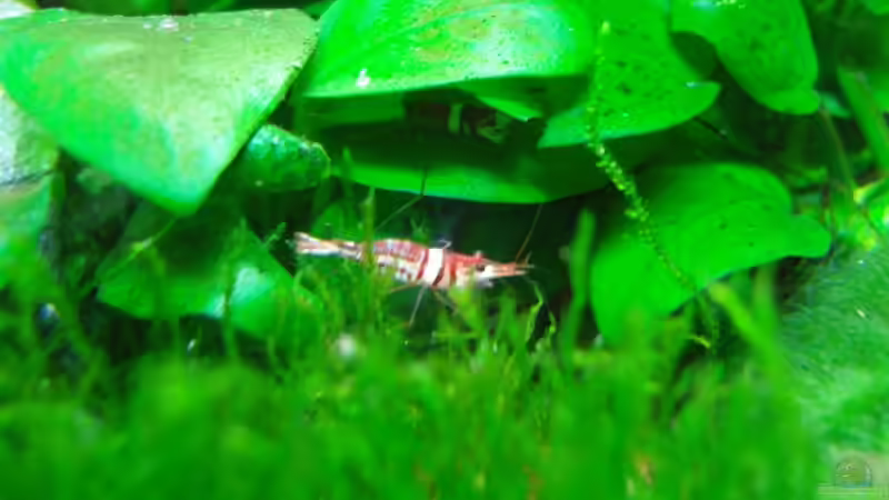 Harlekingarnele 22.03.08 von Aquarienfreund44 (24)