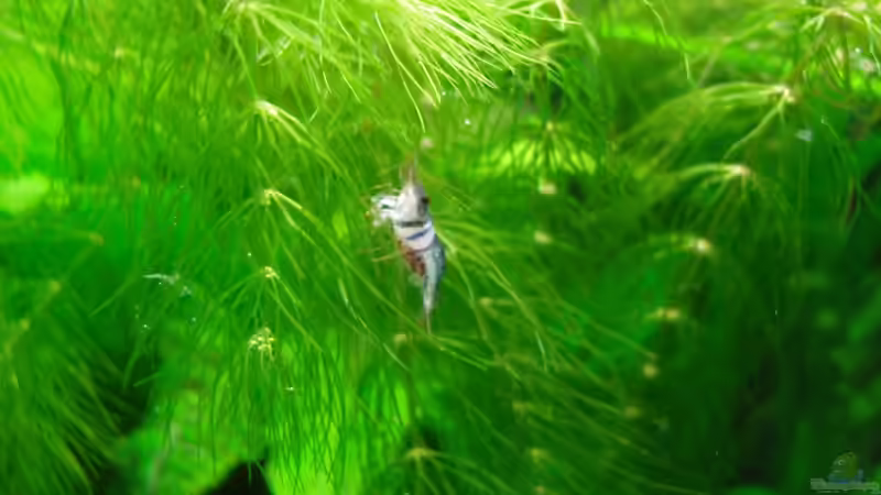 Harlekingarnele Weibchen mit Eiern von Aquarienfreund44 (19)