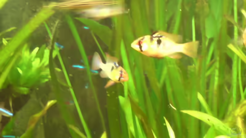 Harmonie hoch3 von Vito (12)