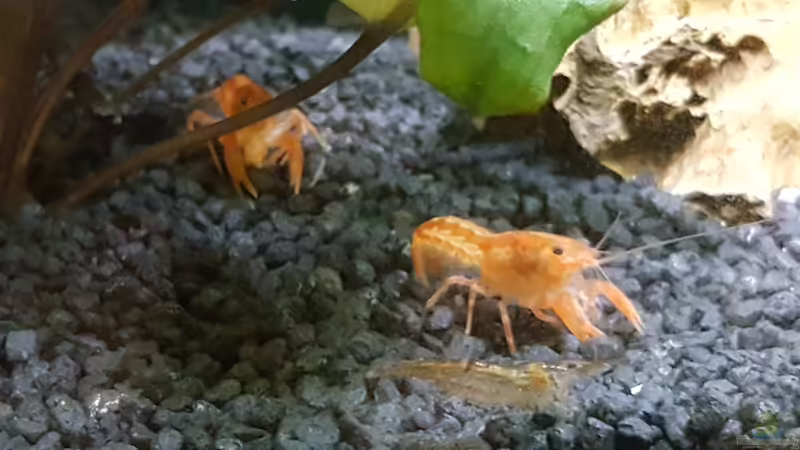 Harmonie von Krabbi (14)