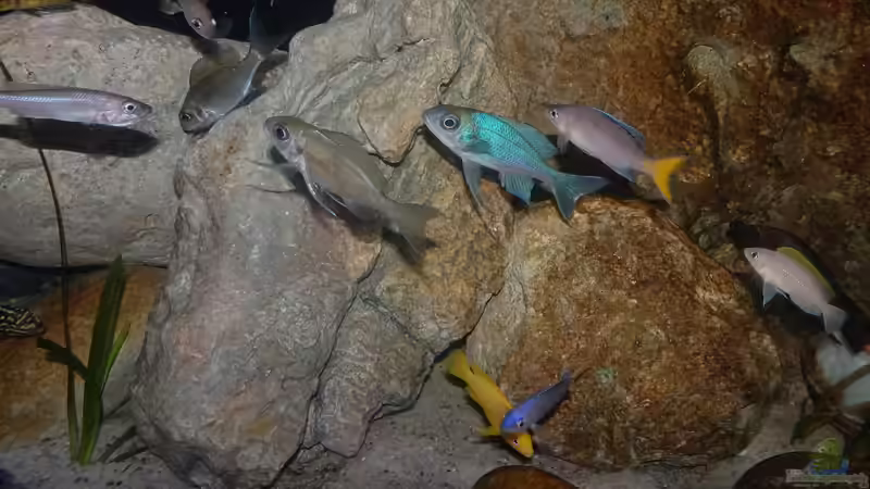 Harmonisches Zusammenschwimmen