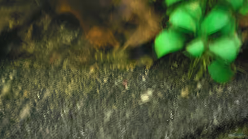 Harnischwels von Mario Lange (6)