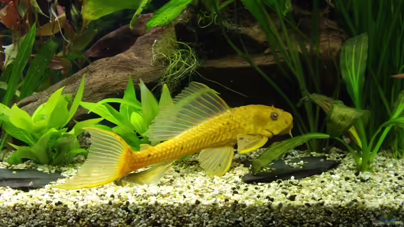 Harnischwels von Tobias Huber (26)