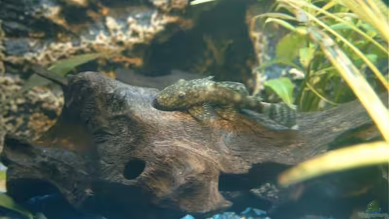 Harnischwelse  von Hans-Peter Kröher (17)