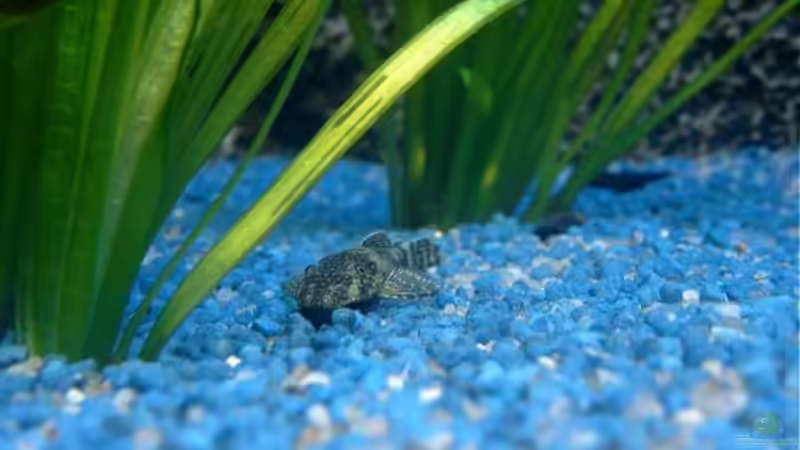 Harnischwelse  von Hans-Peter Kröher (19)