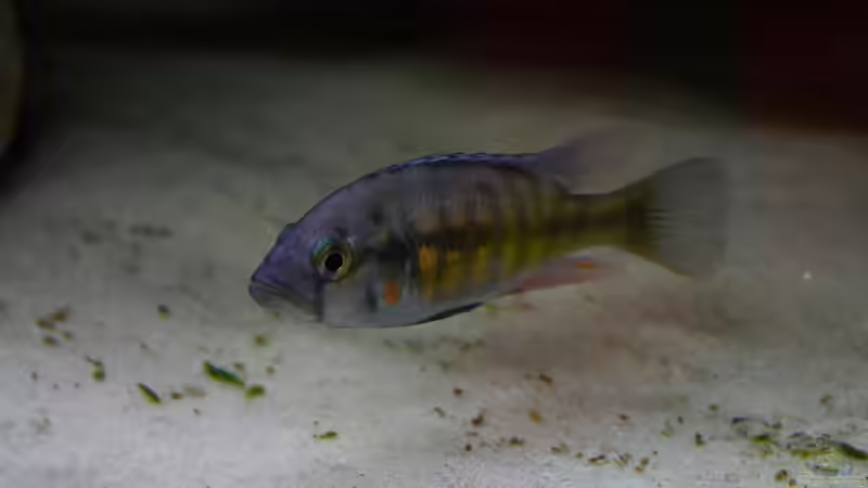 Harpagochromis Maennchen 31.03.2010 von Tobias Seiffert (35)