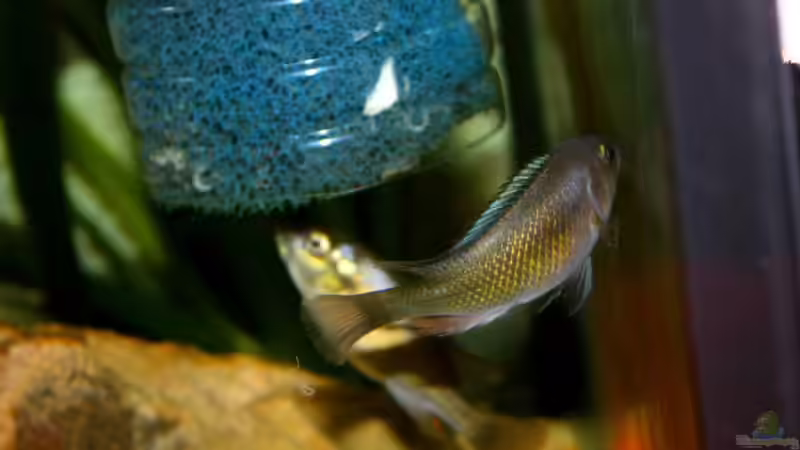 Harpagochromis sp. "orange rock hunter" im Aquarium (Einrichtungsbeispiele für Harpagochromis sp. "orange rock hunter")