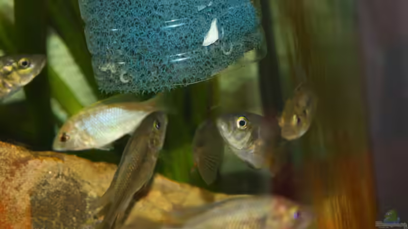 Harpagochromis sp. "orange rock hunter" im Aquarium (Einrichtungsbeispiele für Harpagochromis sp. "orange rock hunter")