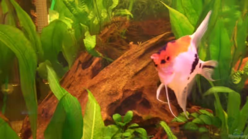 Harry (männlich) von Hans Holten (12)