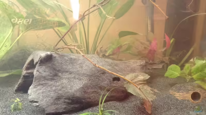 Haselnusszweig, Baum-und Tonhöhle von Ceylon (49)