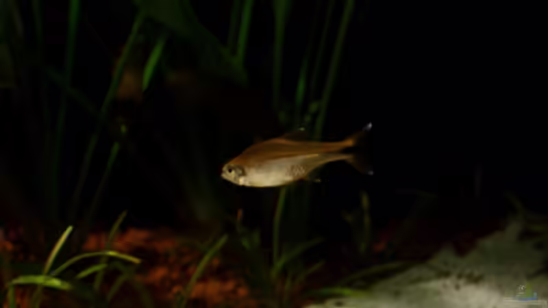 Aquarien mit Hasemania nana (Kupfersalmler)