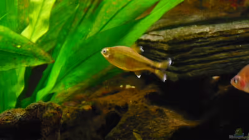 Hasemania nana (Kupfersalmler Männchen) von FischfanAQ (18)