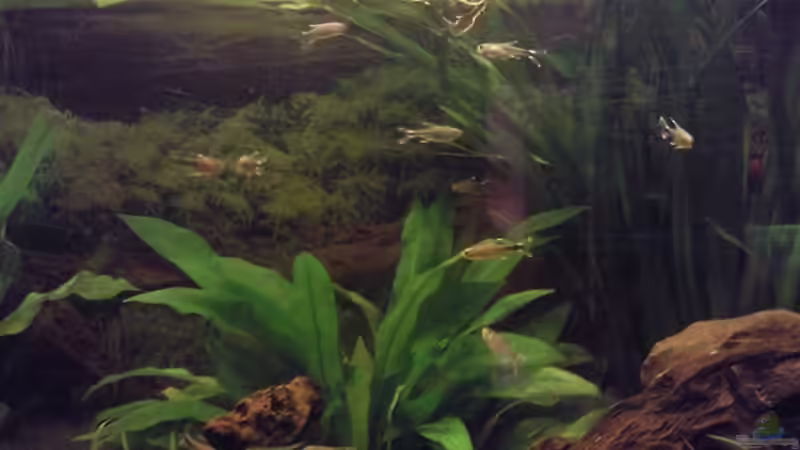 Hasemania Nana von ~Danny~ (44)